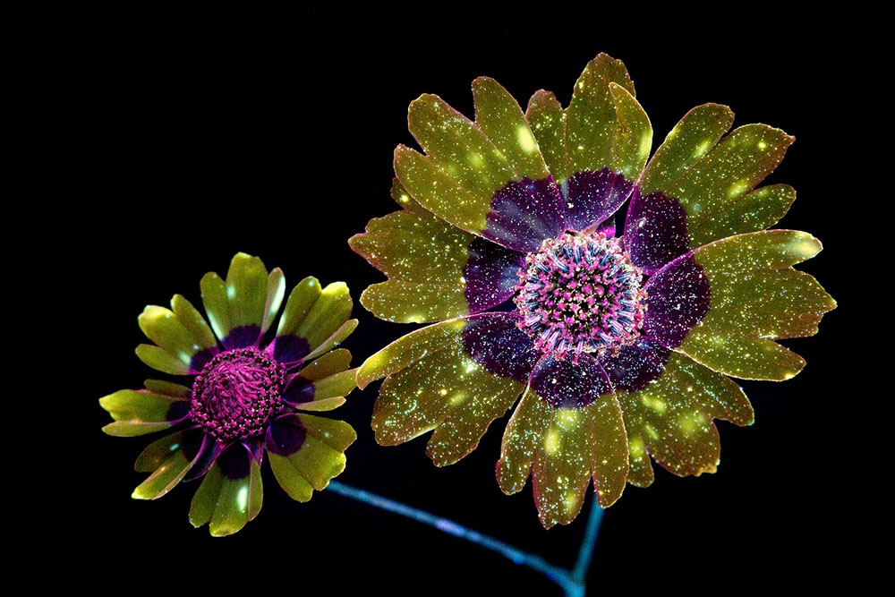Craig Burrows fotografía la mágica luz invisible que emiten las plantas