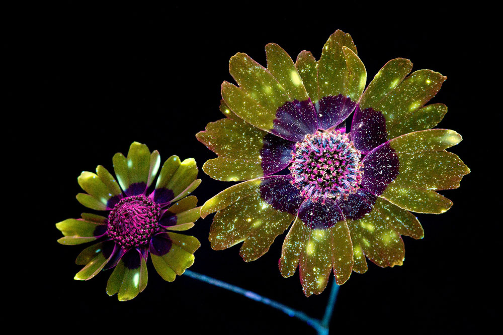 plantas luminosas Craig Burrows
