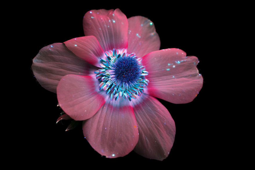 plantas luminosas Craig Burrows 12