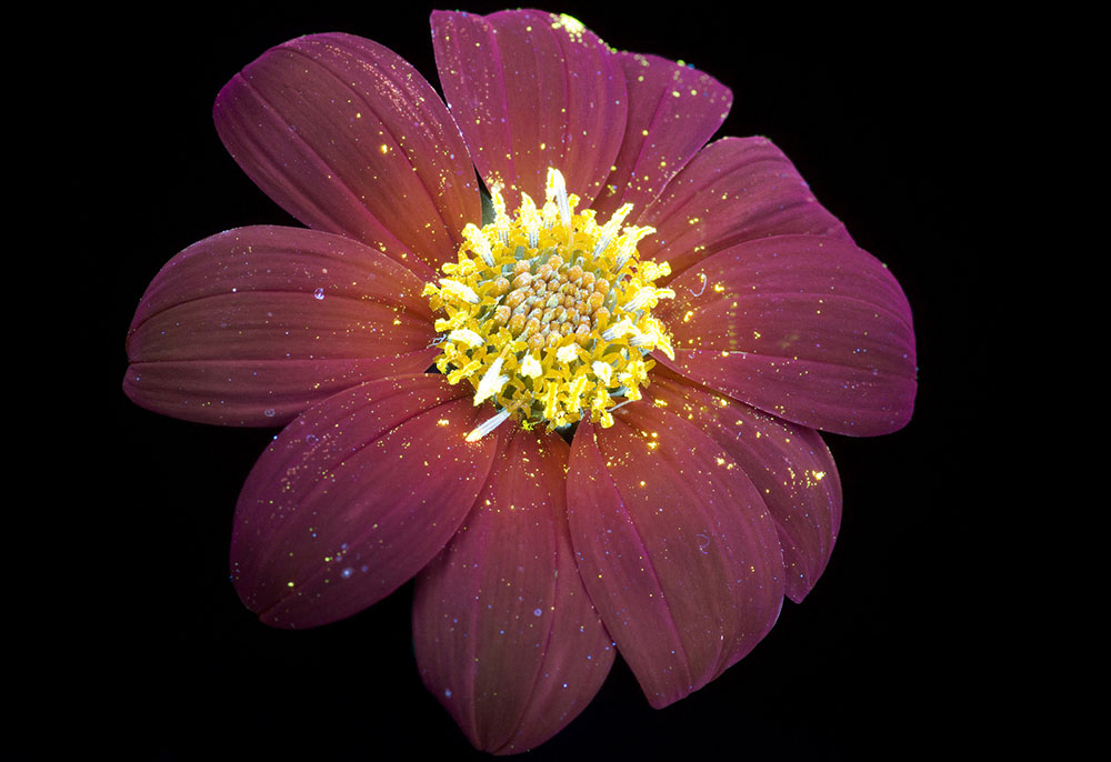plantas luminosas Craig Burrows 2