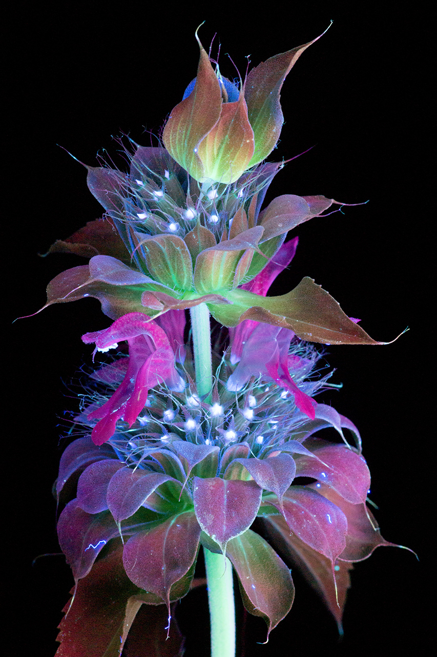 plantas luminosas Craig Burrows 3