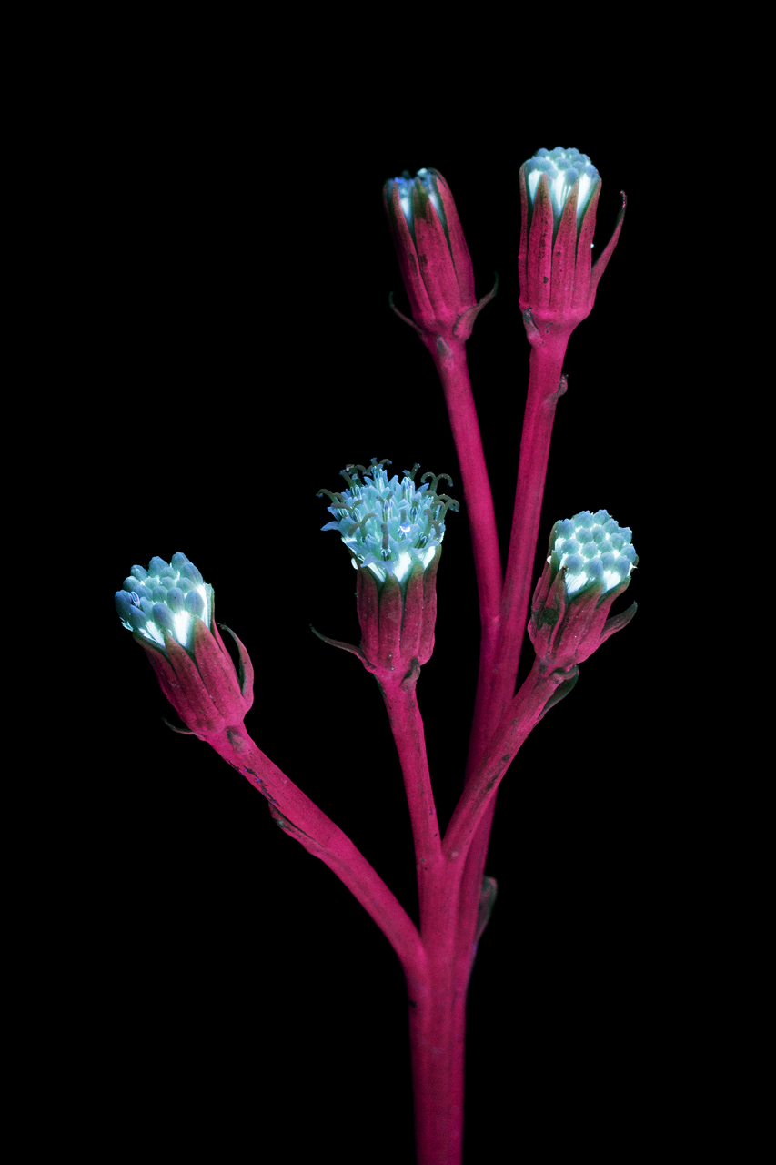plantas luminosas Craig Burrows 4