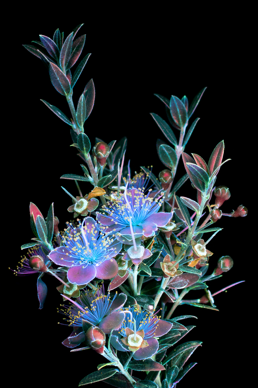 plantas luminosas Craig Burrows 6
