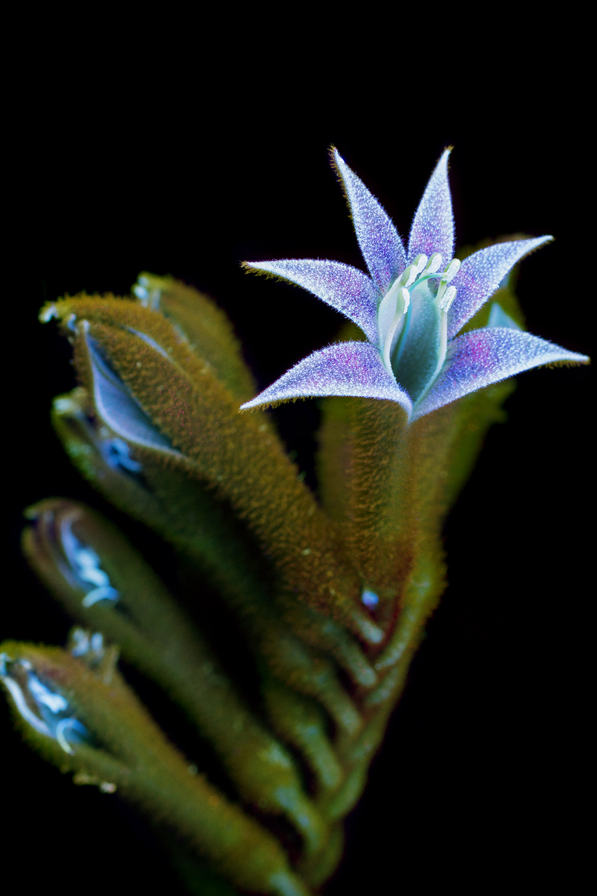 plantas luminosas Craig Burrows 7