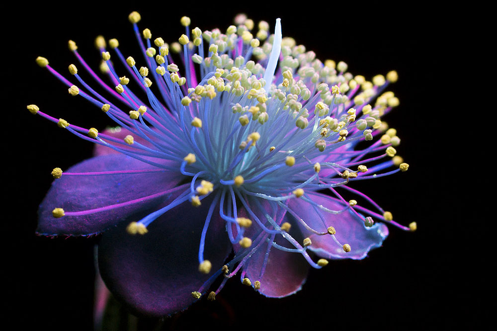 plantas luminosas Craig Burrows 8