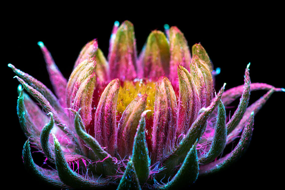 plantas luminosas Craig Burrows 9