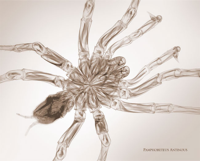 xray culturainquieta.jpg1