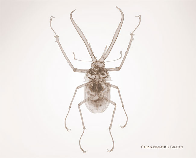 xray culturainquieta.jpg11