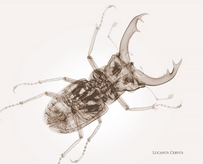 xray culturainquieta.jpg12