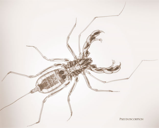 xray culturainquieta.jpg4