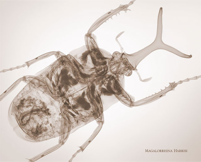 xray culturainquieta.jpg5