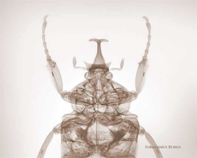 xray culturainquieta.jpg8