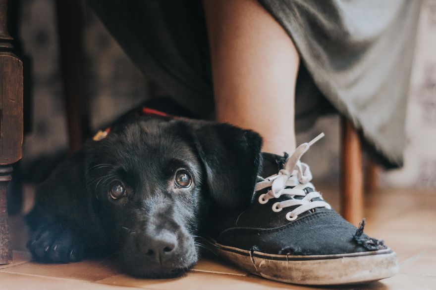 dog photographer culturainquieta