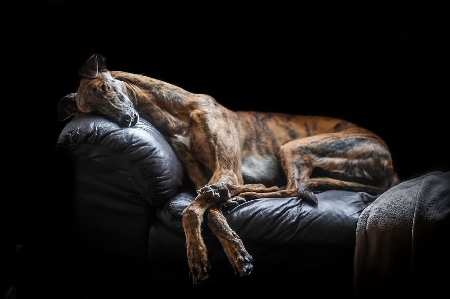dog photographer culturainquieta1