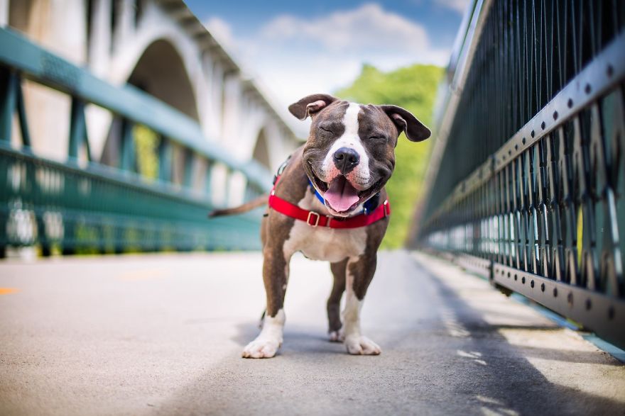 dog photographer culturainquieta2