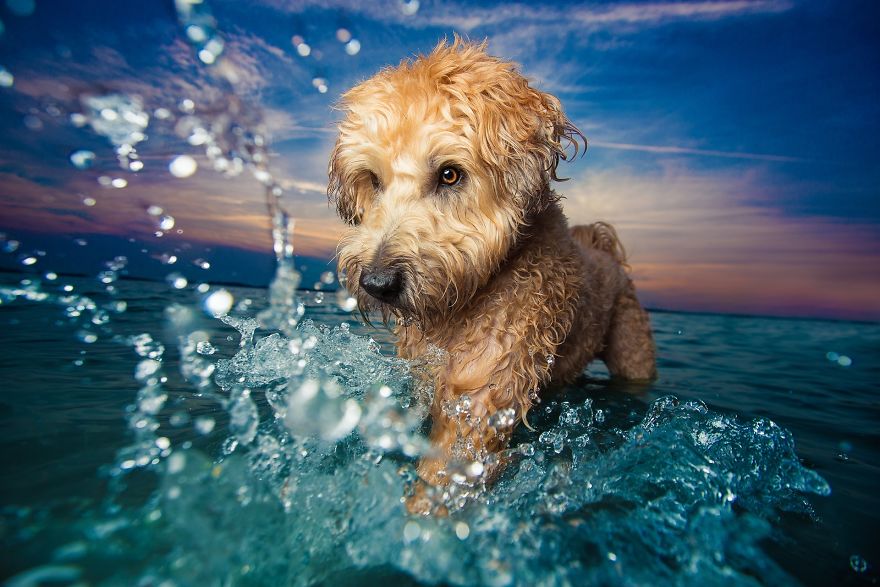 dog photographer culturainquieta3