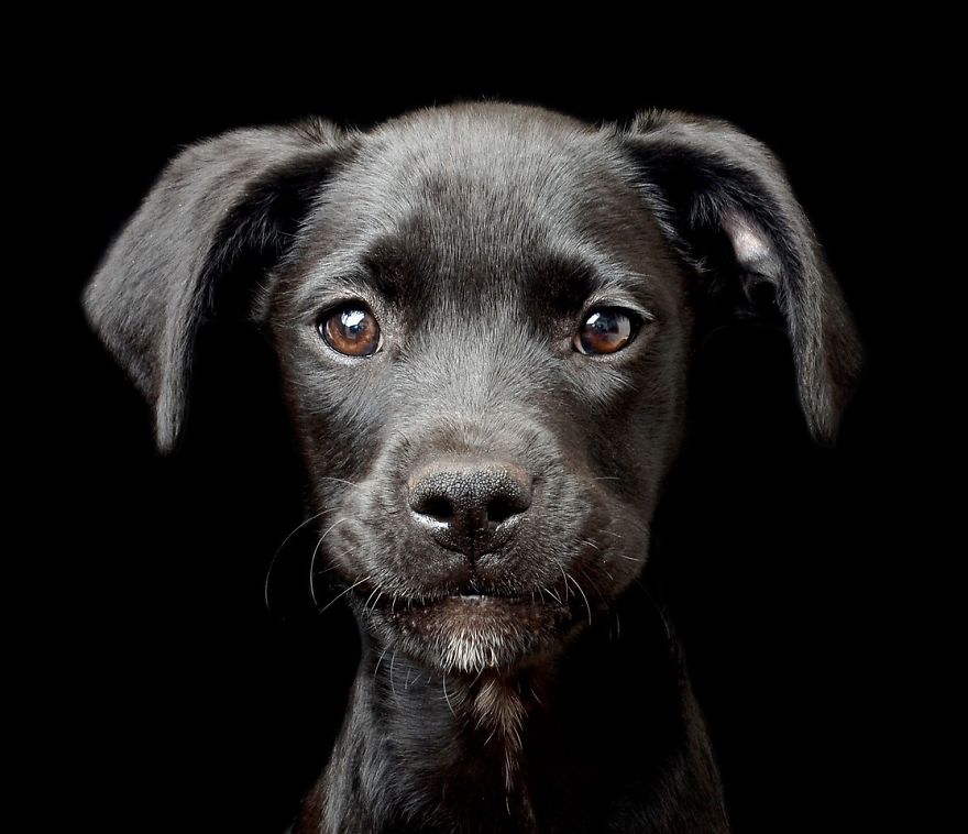 dog photographer culturainquieta4