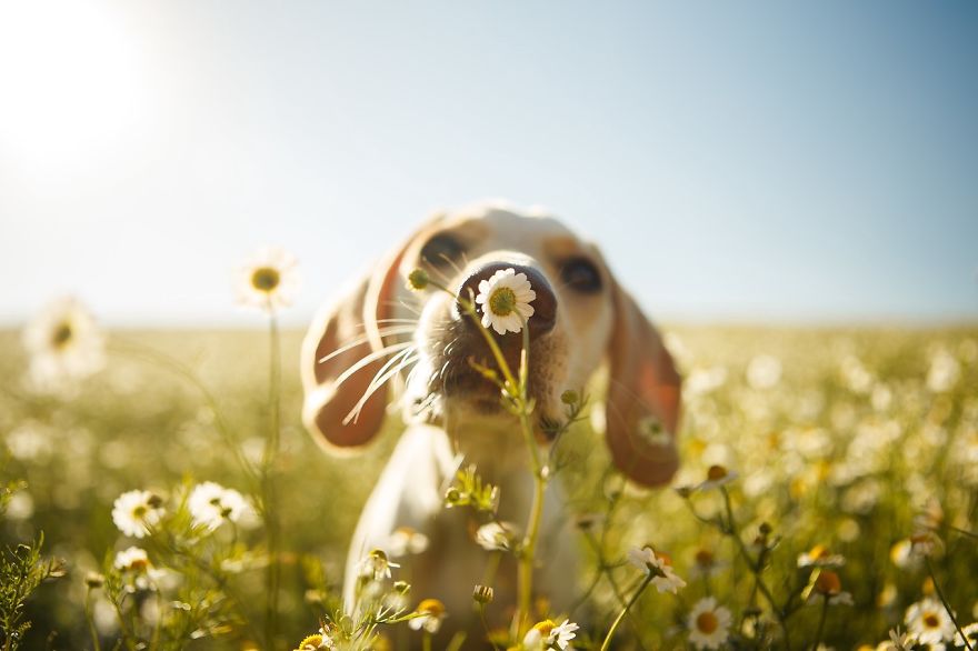 dog photographer culturainquieta5