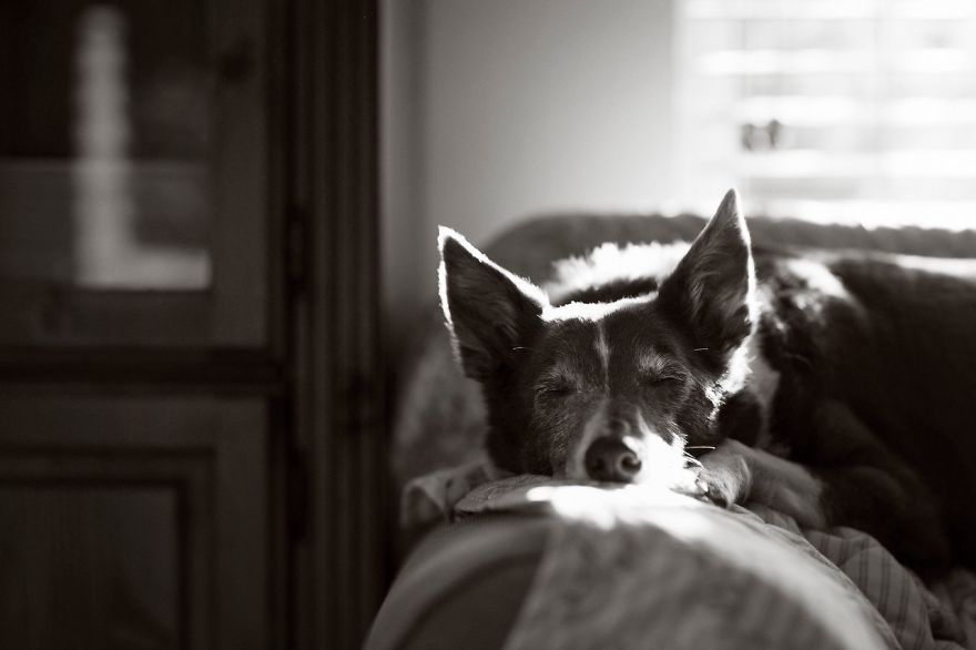 dog photographer culturainquieta6