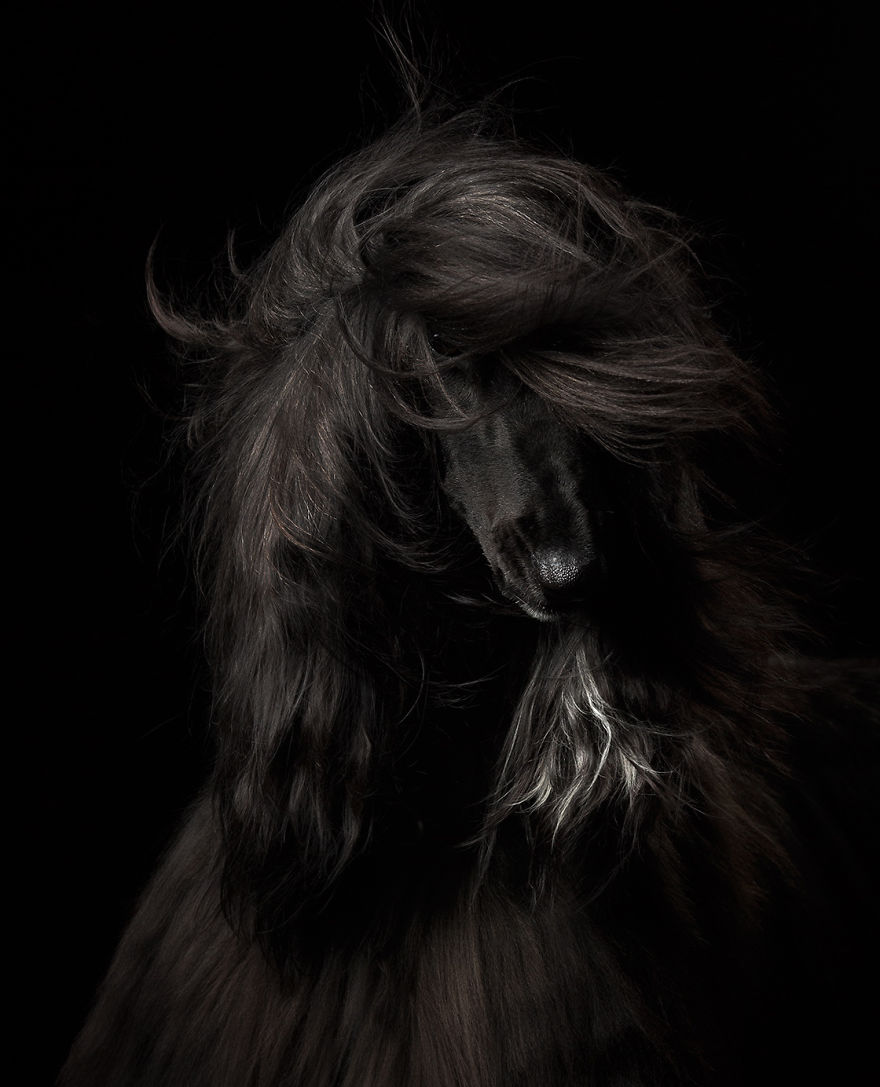 dog photographer culturainquieta7