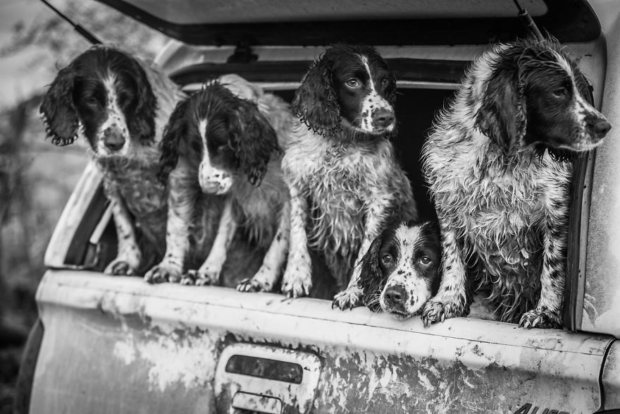 dog photographer culturainquieta8