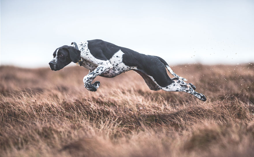 dog photographer culturainquieta9