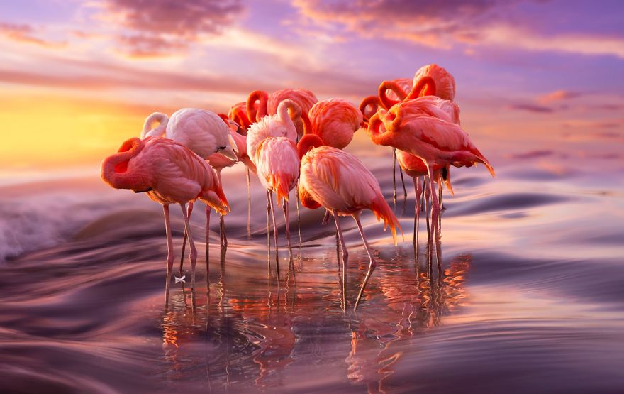 pink flamingo culturainquieta