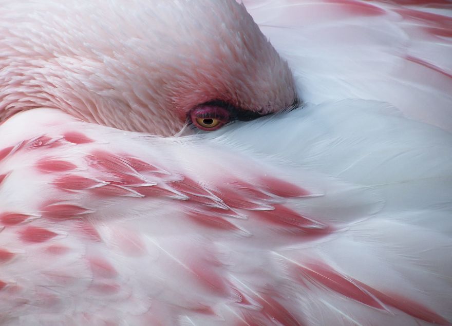 pink flamingo culturainquieta1