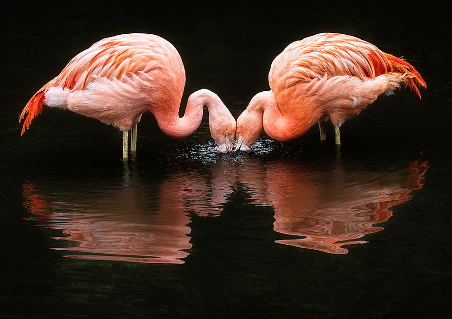 pink flamingo culturainquieta10