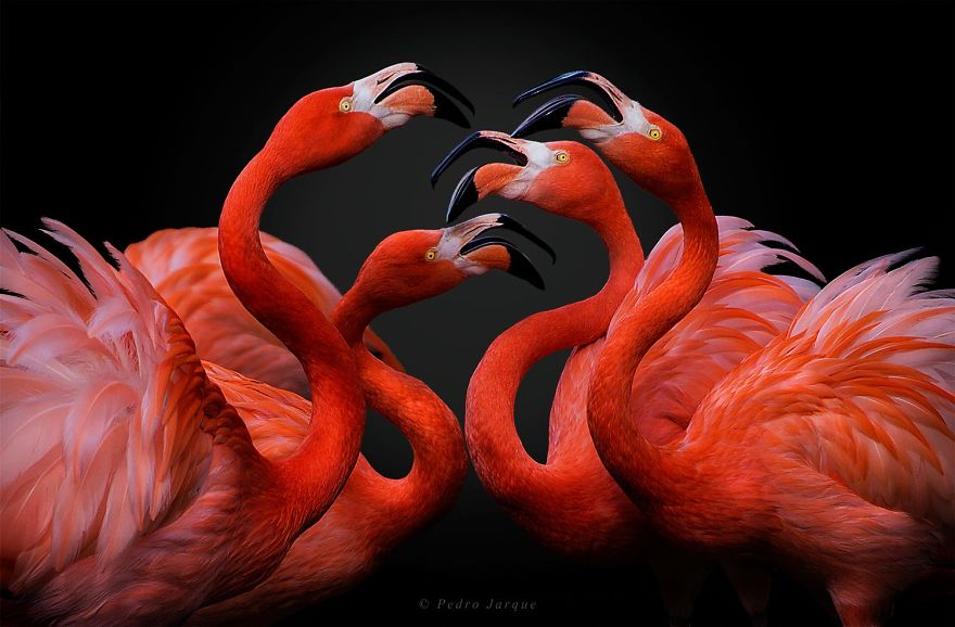 pink flamingo culturainquieta12