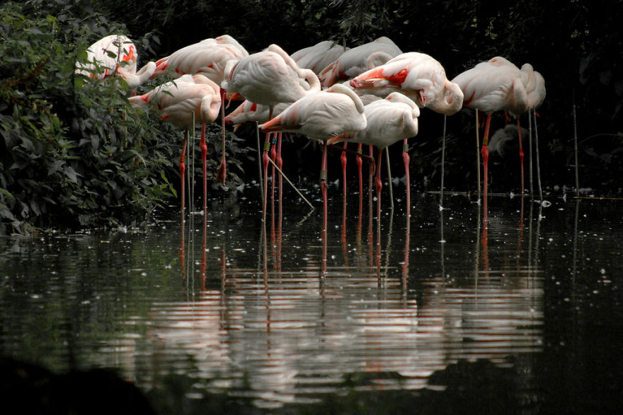 pink flamingo culturainquieta13