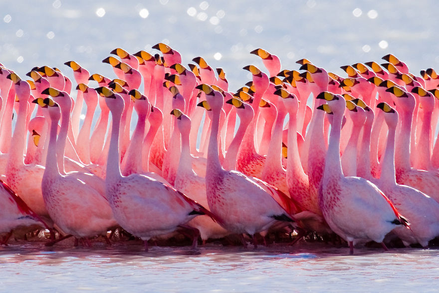 pink flamingo culturainquieta2