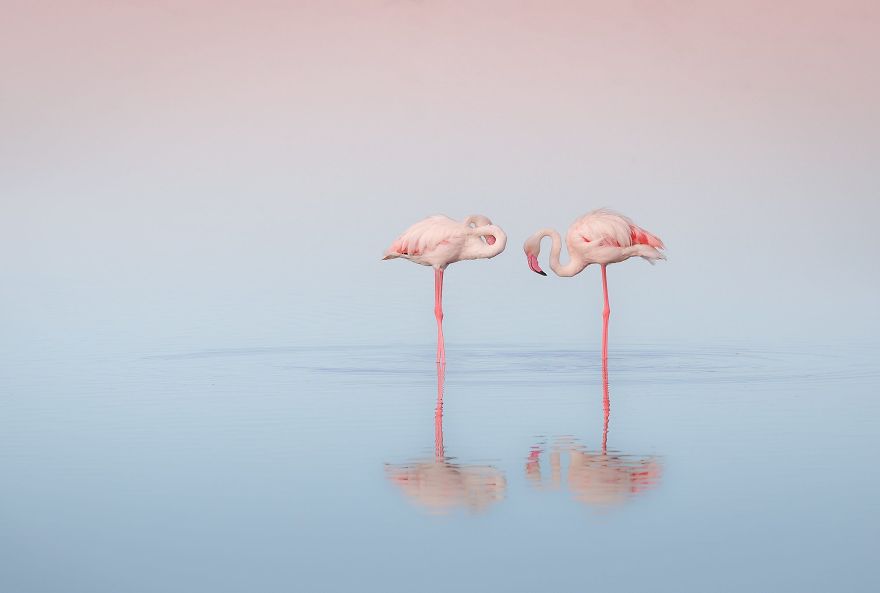 pink flamingo culturainquieta5