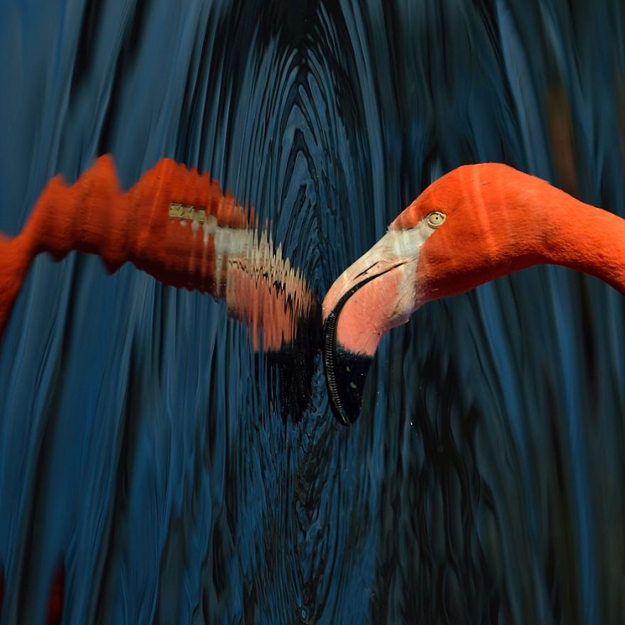 pink flamingo culturainquieta6