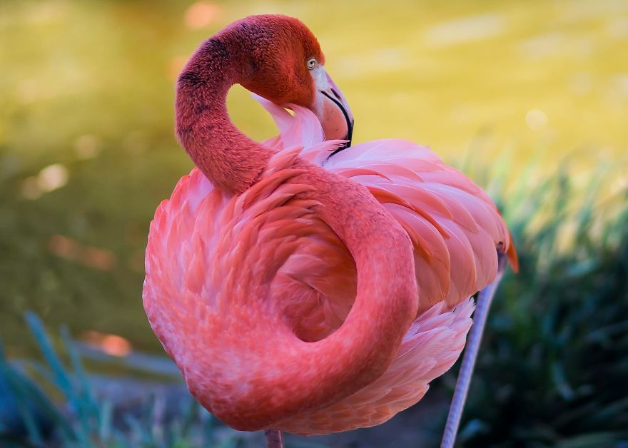 pink flamingo culturainquieta8