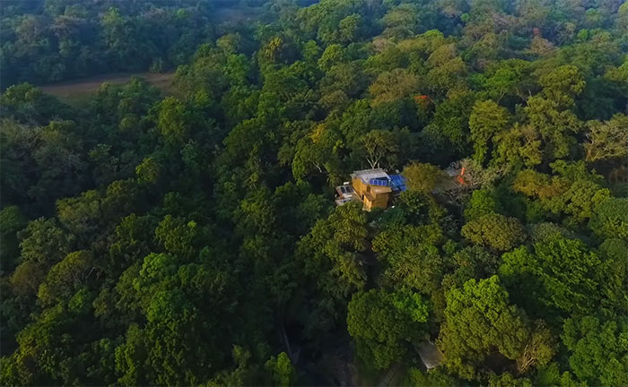 wildlife forest culturainquieta12