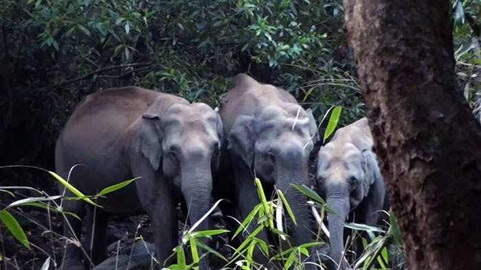 wildlife forest culturainquieta13