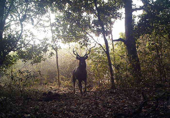 wildlife forest culturainquieta2