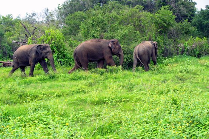 wildlife forest culturainquieta5