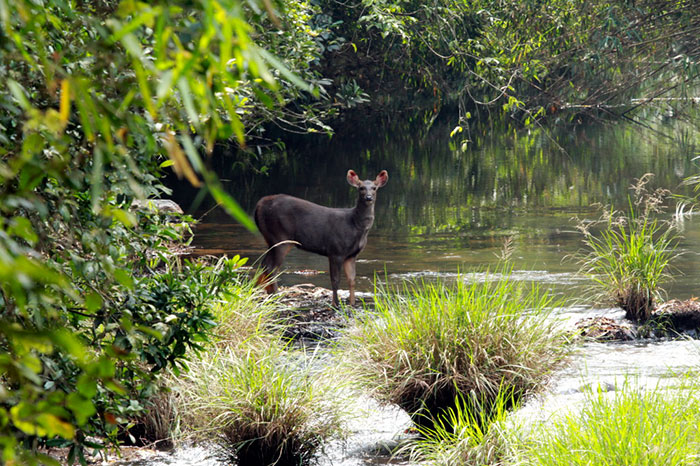 wildlife forest culturainquieta8