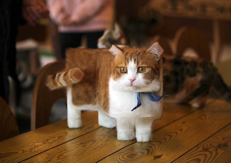 Aditya Aryanto retoque fotográfico animales, Minecraft in Real Life”