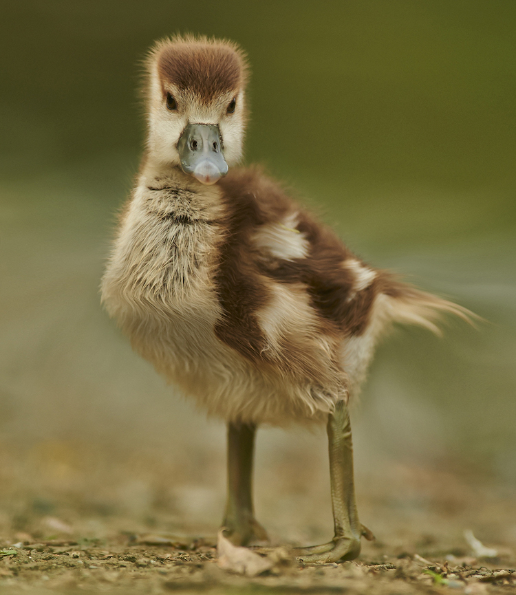 Aditya Aryanto retoque fotográfico animales, Minecraft in Real Life”