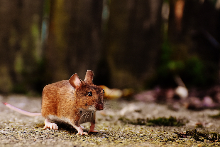 Aditya Aryanto retoque fotográfico animales, Minecraft in Real Life”