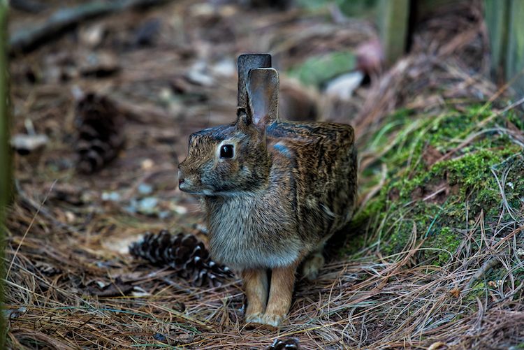 Aditya Aryanto retoque fotográfico animales, Minecraft in Real Life”