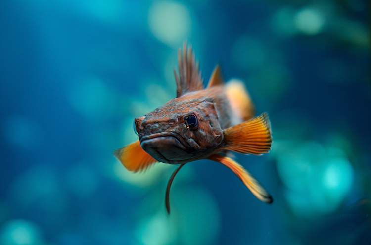 Aditya Aryanto retoque fotográfico animales, Minecraft in Real Life”