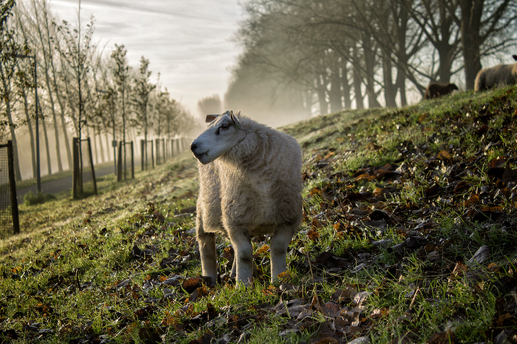Aditya Aryanto retoque fotográfico animales, Minecraft in Real Life”
