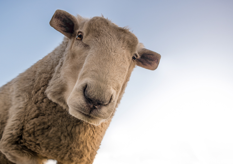 Aditya Aryanto retoque fotográfico animales, Minecraft in Real Life”