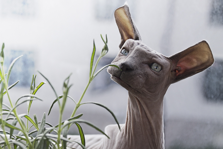 Aditya Aryanto retoque fotográfico animales, Minecraft in Real Life”