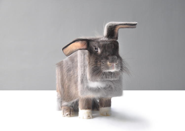 Aditya Aryanto retoque fotográfico animales, Minecraft in Real Life”