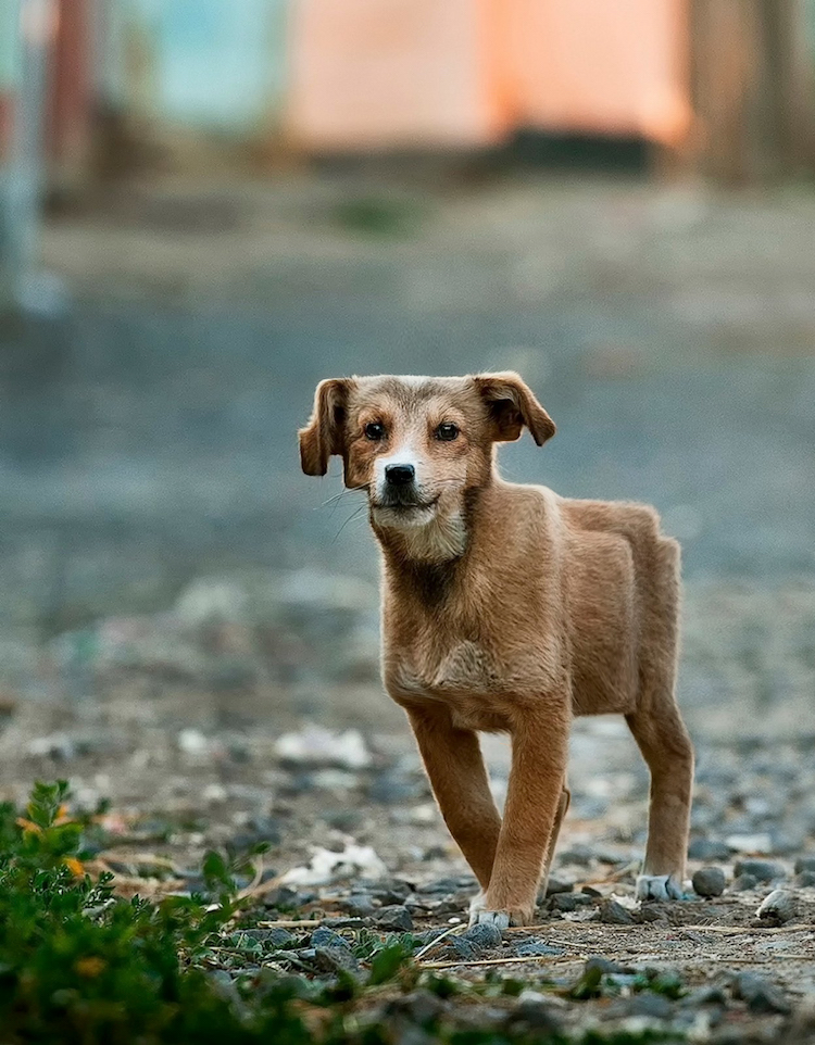 Aditya Aryanto retoque fotográfico animales, Minecraft in Real Life”
